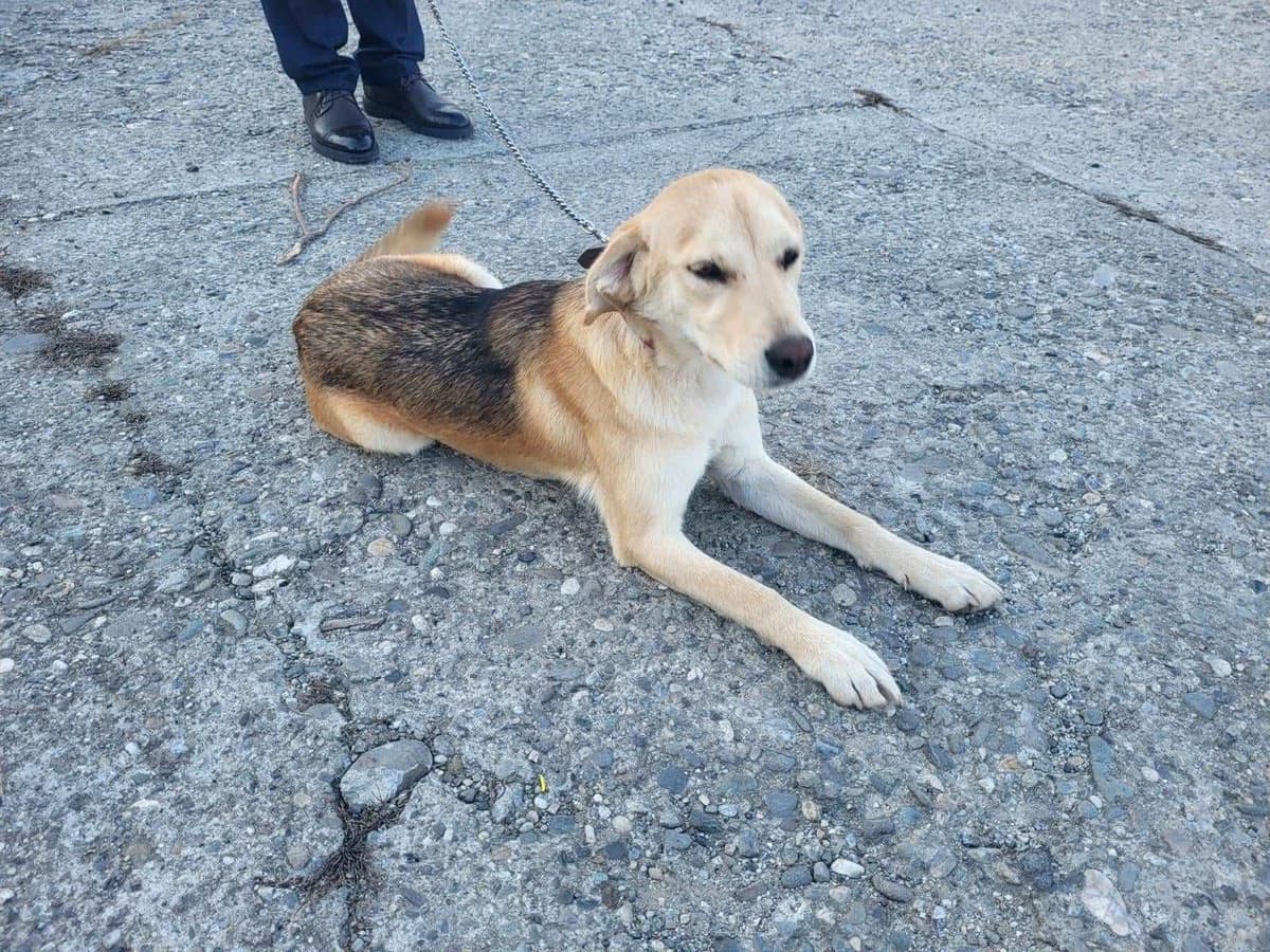 Leevke, female young Mixed Breed for adoption at Ein Herz für Streuner e.V., München