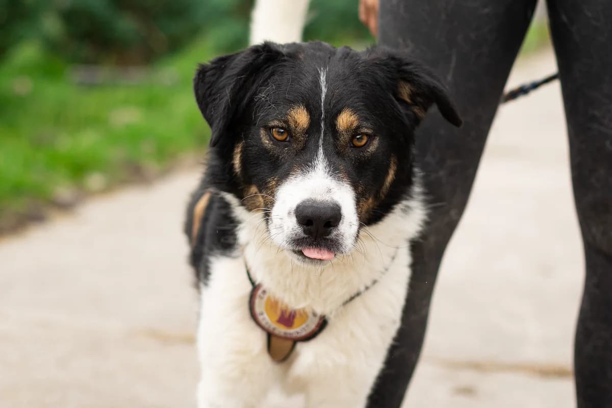 Legend, schwarz male young Mixed Breed for adoption at Ein Herz für Streuner e.V., München