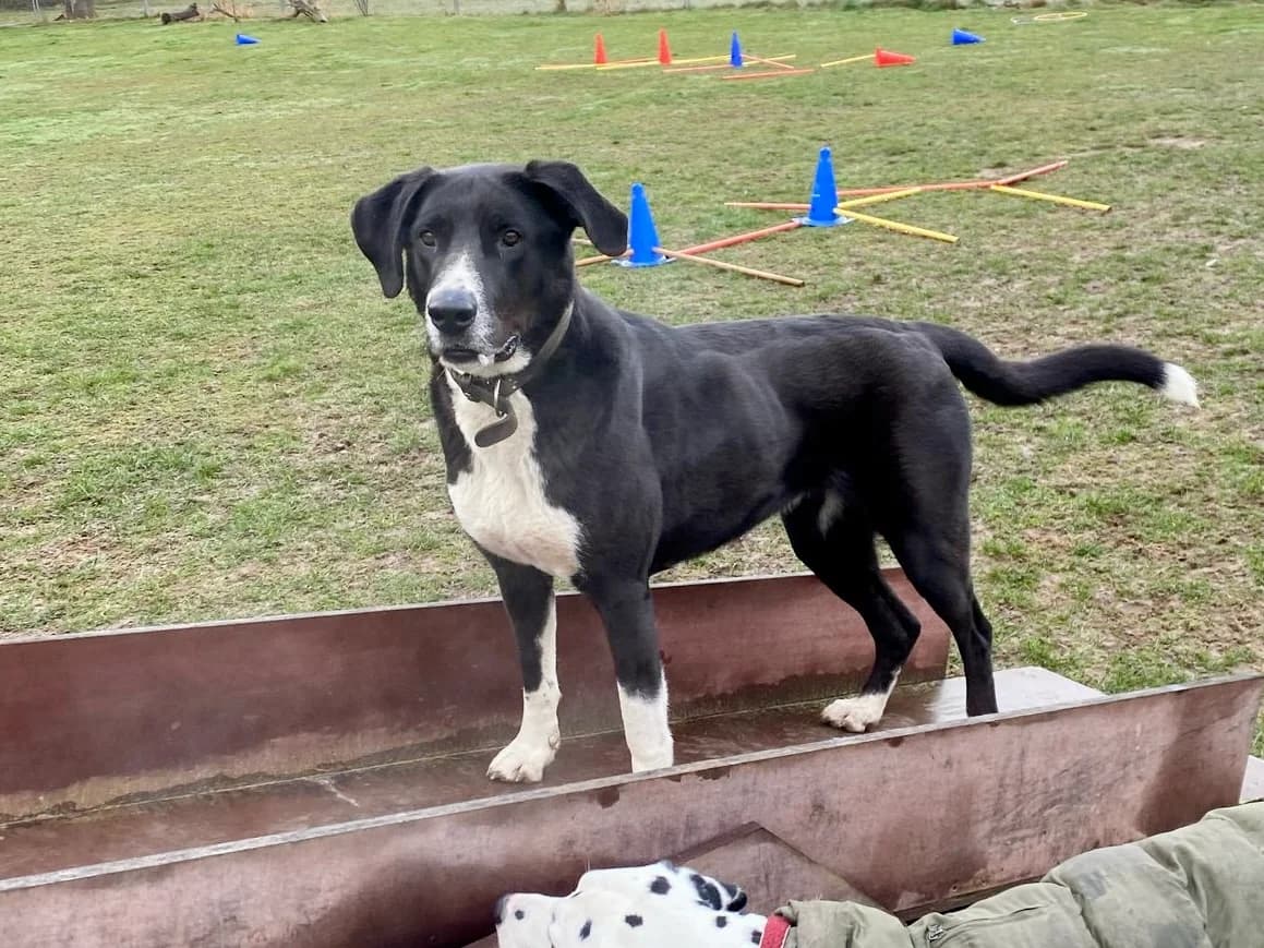 Leia, female 6yo Mixed Breed for adoption at Ein Herz für Streuner e.V., München