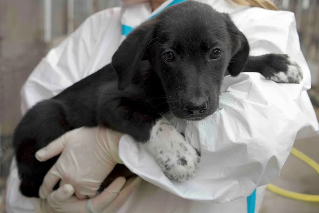 Leif, weiß male puppy Mixed Breed for adoption at Ein Herz für Streuner e.V., München