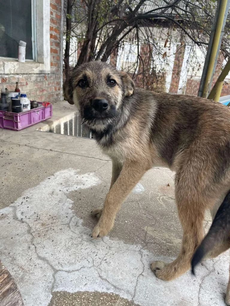 Leiko, Mixed Breed for adoption at Ein Herz für Streuner e.V., München