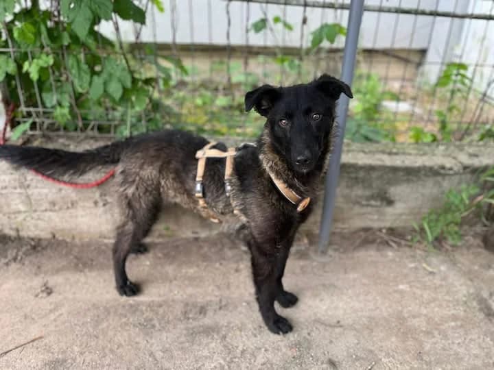 Leilany, female young Mixed Breed for adoption at Ein Herz für Streuner e.V., München