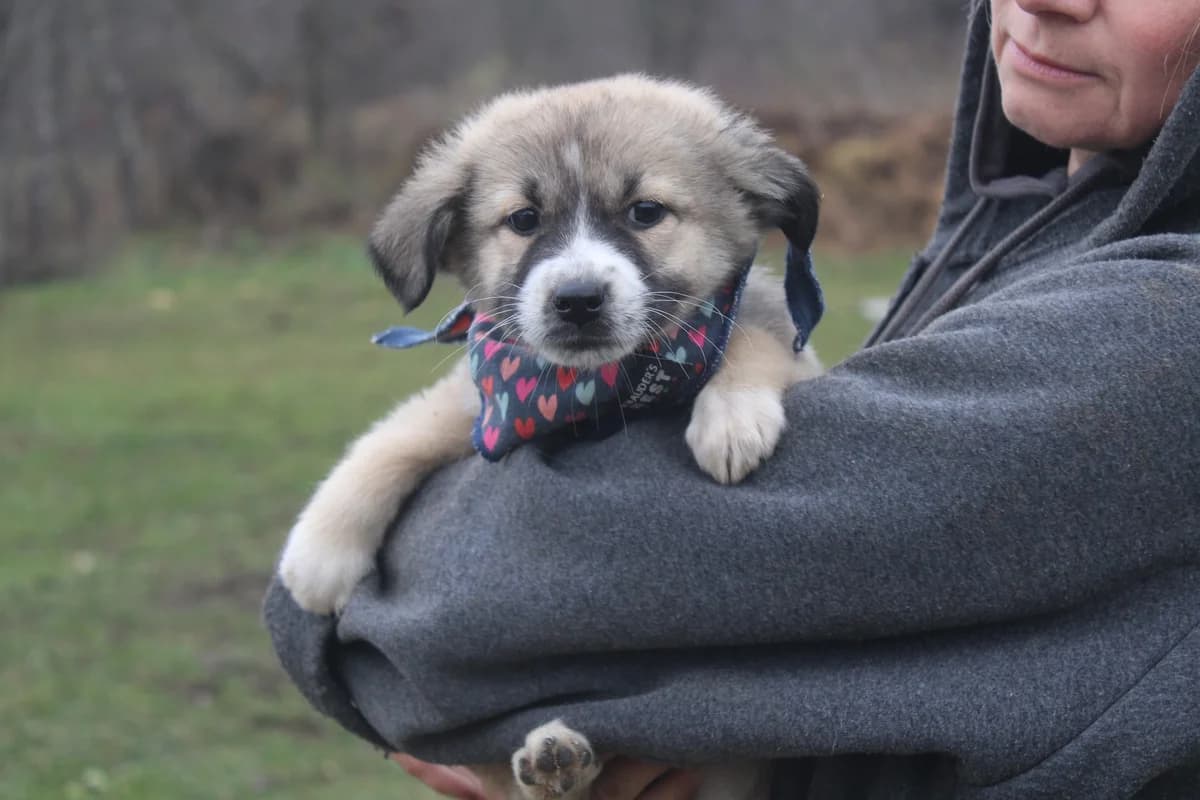 Leiza, puppy Mixed Breed for adoption at Ein Herz für Streuner e.V., München