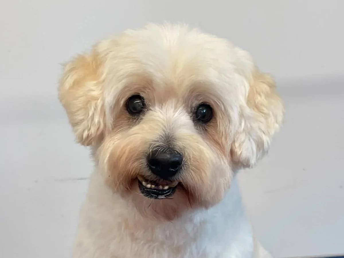 Lemmy, male senior Mixed Breed for adoption at Ein Herz für Streuner e.V., München