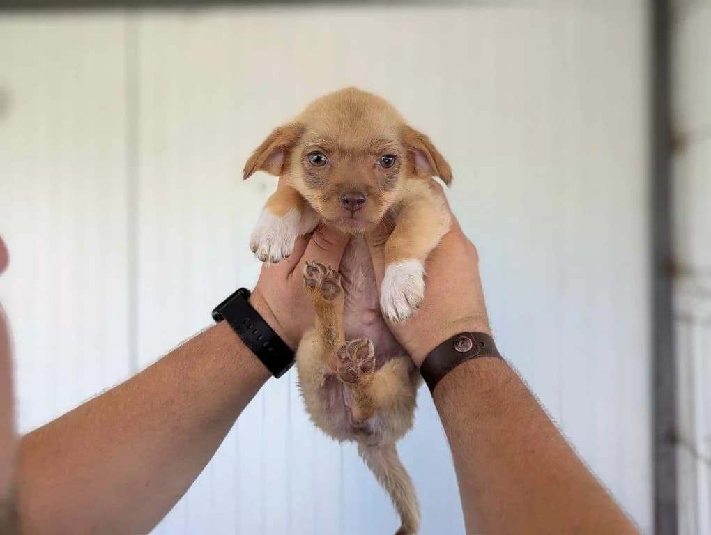 Lemon, sandfarben female puppy Mixed Breed for adoption at Ein Herz für Streuner e.V., München