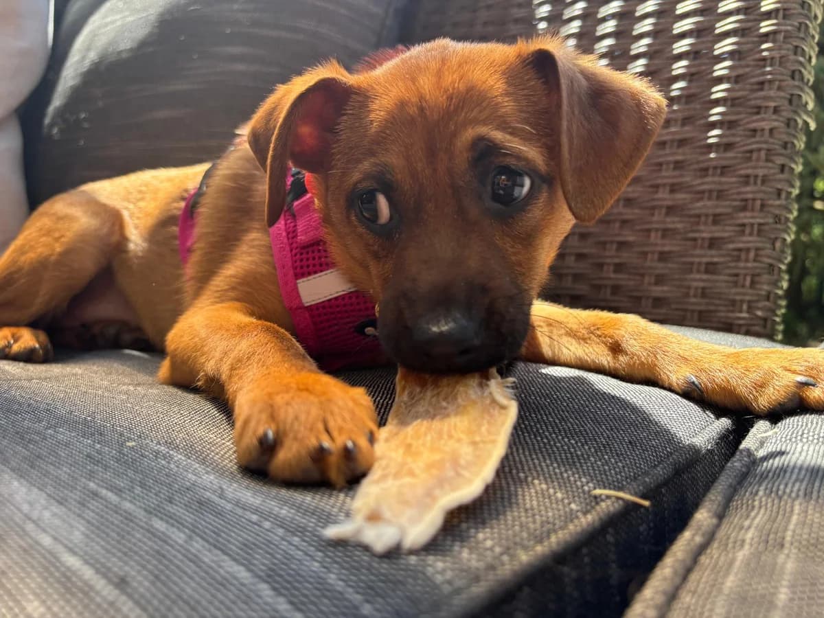 Lemon Drop, female puppy Mixed Breed for adoption at Ein Herz für Streuner e.V., München