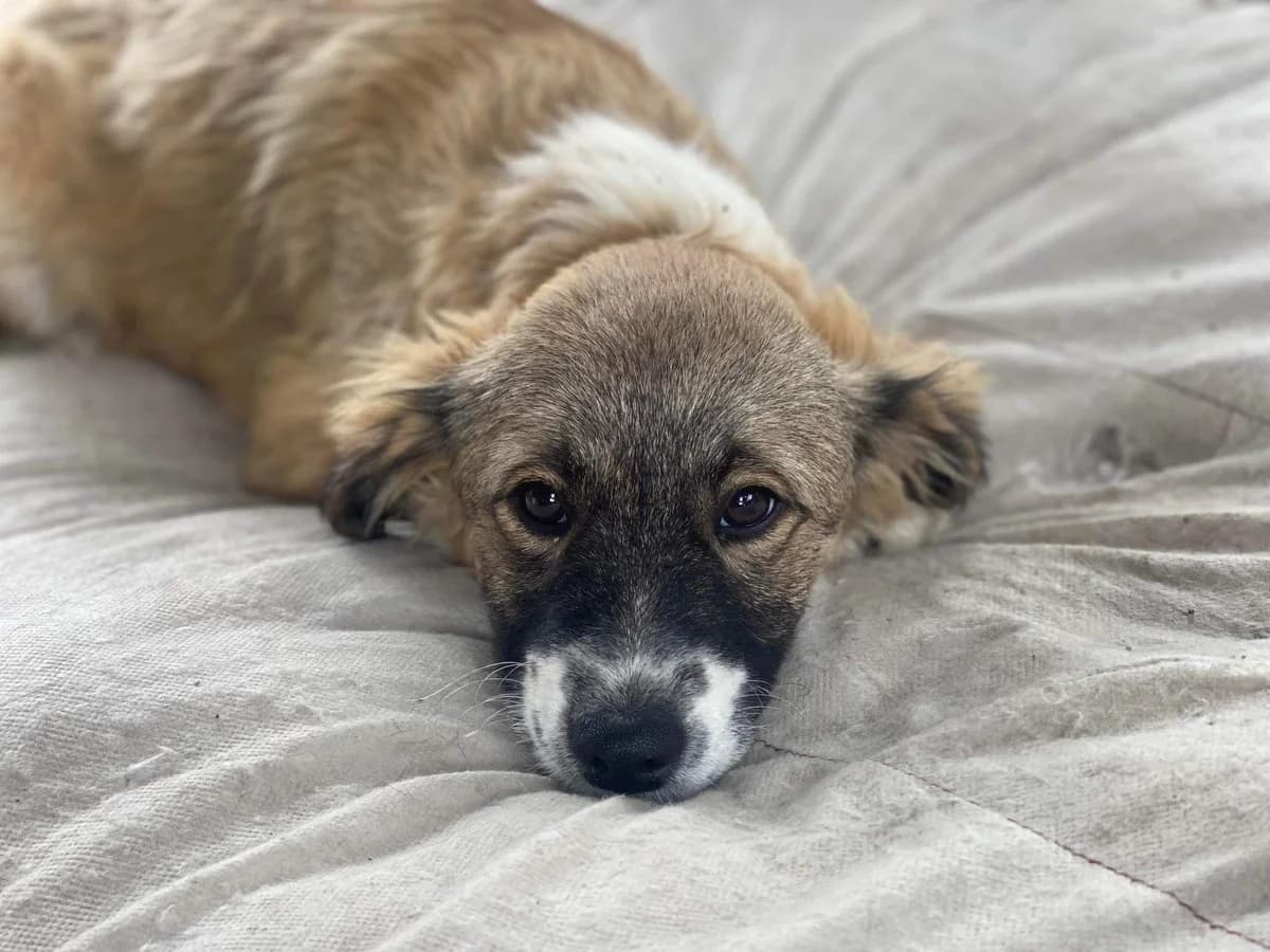 Lena, puppy Mixed Breed for adoption at Ein Herz für Streuner e.V., München