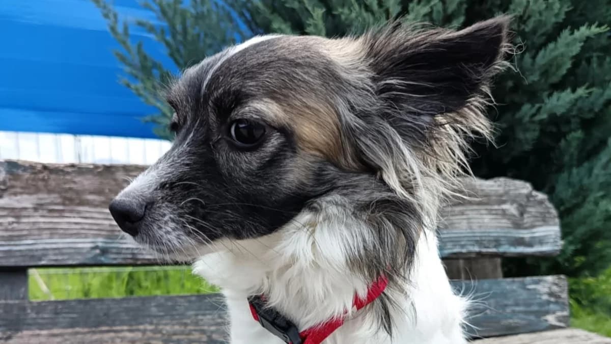 Lenchen, female young Mixed Breed for adoption at Ein Herz für Streuner e.V., München
