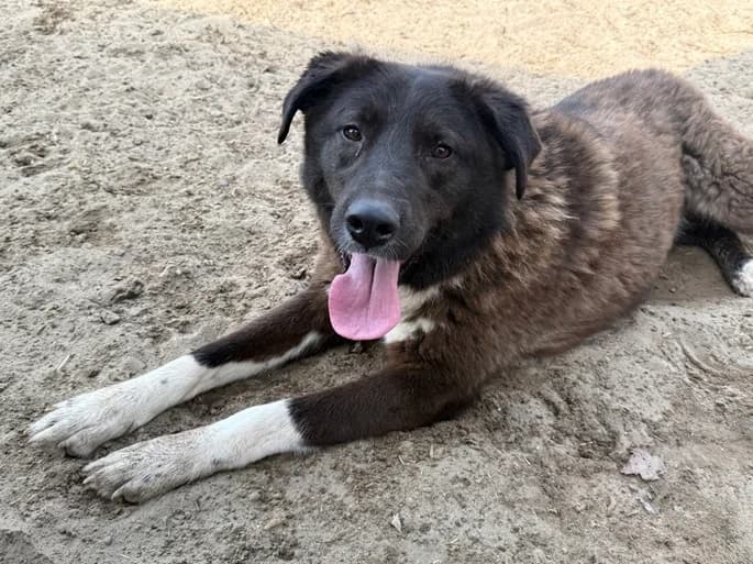 Lene, braun female 4yo Mixed Breed for adoption at Ein Herz für Streuner e.V., München