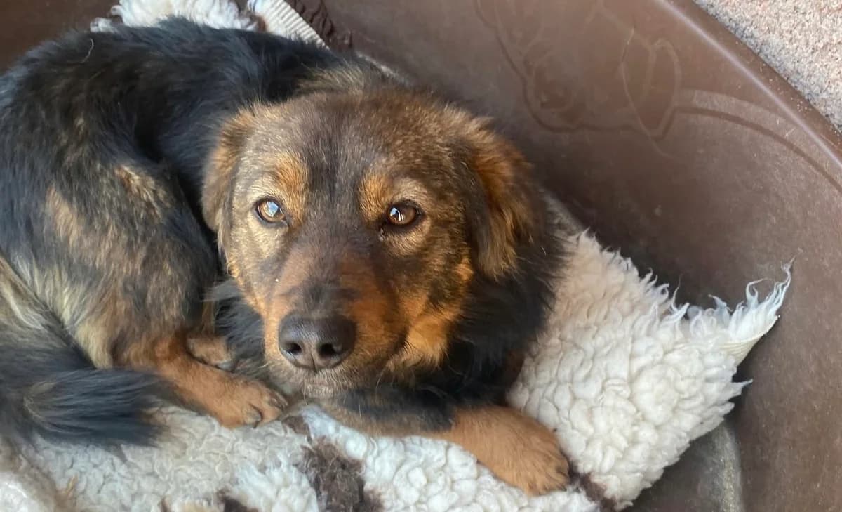 Leni, female 4yo Mixed Breed for adoption at Ein Herz für Streuner e.V., München
