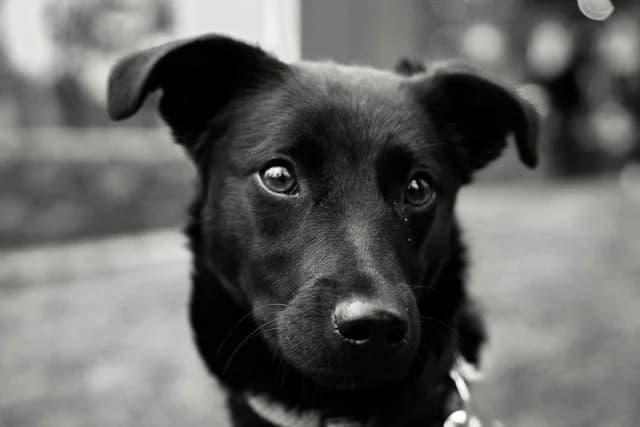 Leni, female puppy Mixed Breed for adoption at Ein Herz für Streuner e.V., München