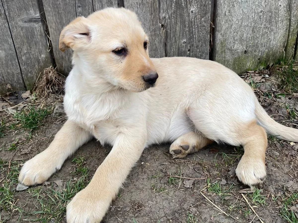 Leni, puppy Mixed Breed for adoption at Ein Herz für Streuner e.V., München