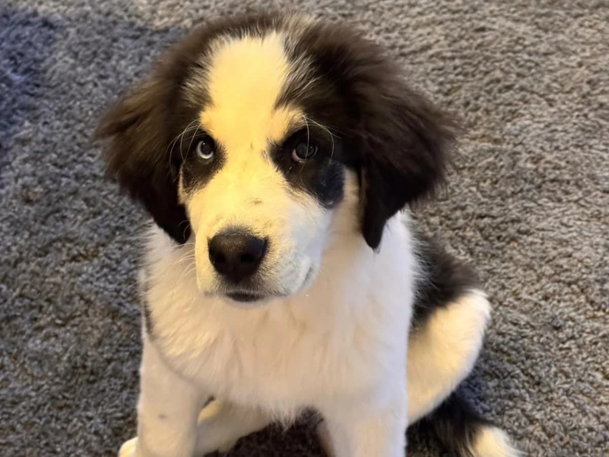Lennart, male puppy Mixed Breed for adoption at Ein Herz für Streuner e.V., München