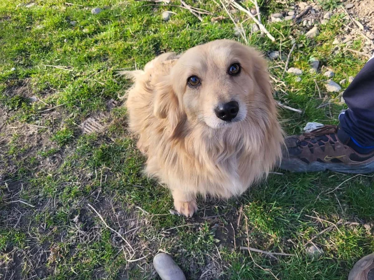 Lenni, male 7yo Mixed Breed for adoption at Ein Herz für Streuner e.V., München