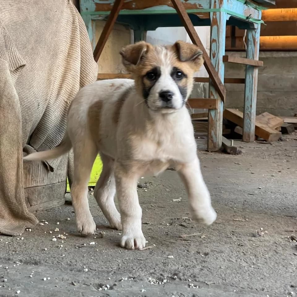 Lenni, weiß male puppy Mixed Breed for adoption at Ein Herz für Streuner e.V., München