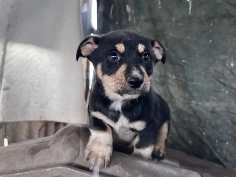Lenni, male puppy Mixed Breed for adoption at Ein Herz für Streuner e.V., München
