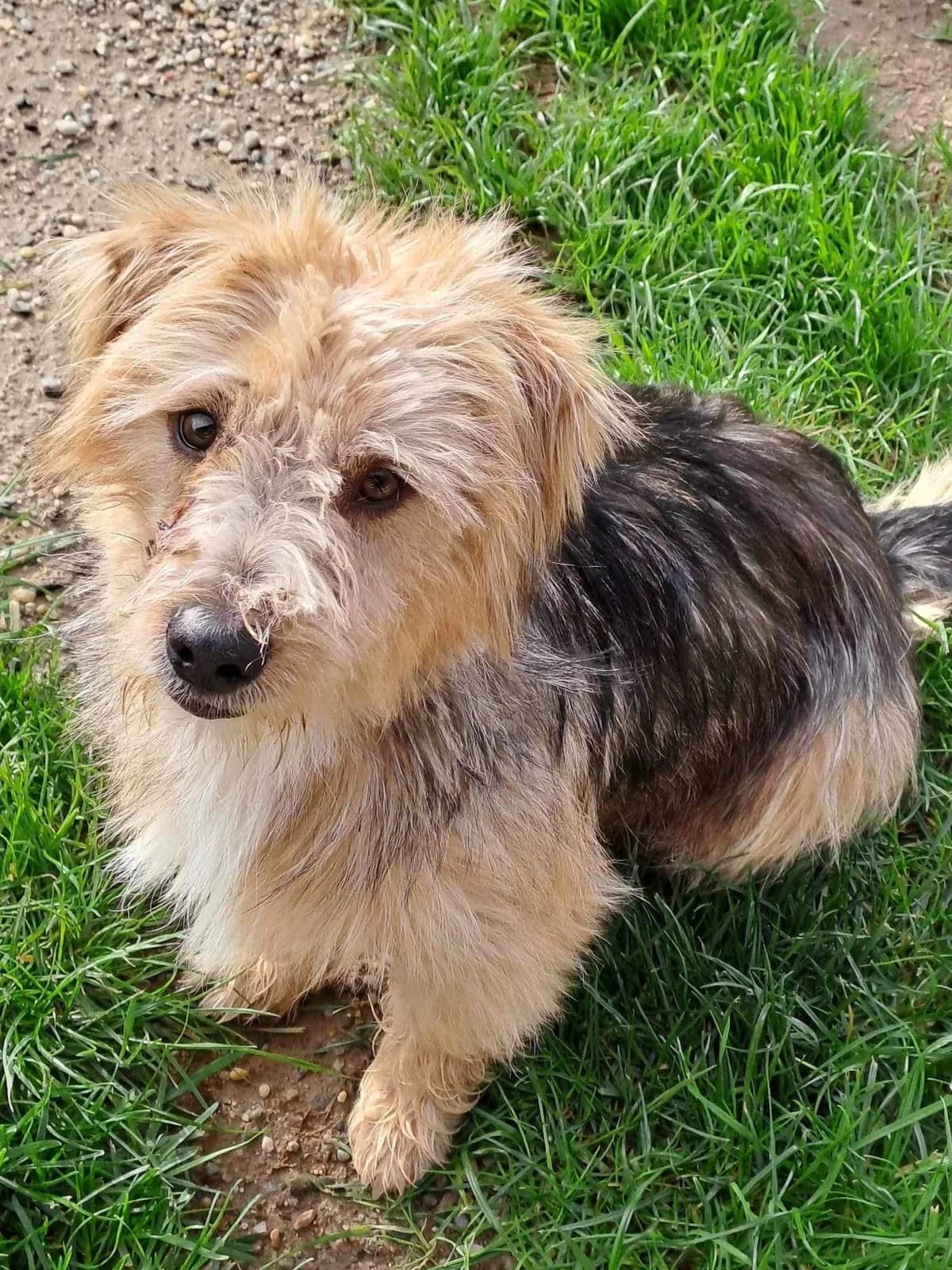 Lennox, male 5yo Mixed Breed for adoption at Ein Herz für Streuner e.V., München
