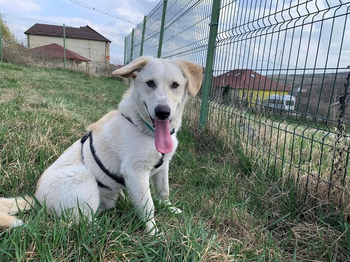 Lennox, male young Mixed Breed for adoption at Ein Herz für Streuner e.V., München