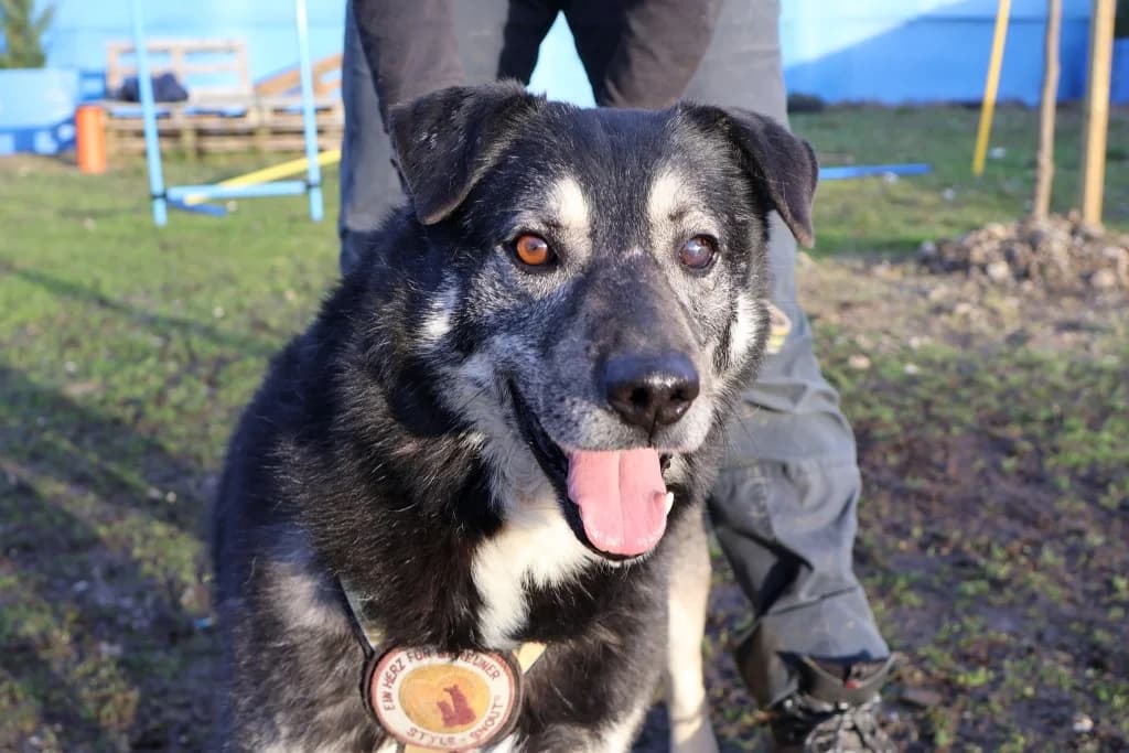 Lenny, male 5yo Mixed Breed for adoption at Ein Herz für Streuner e.V., München