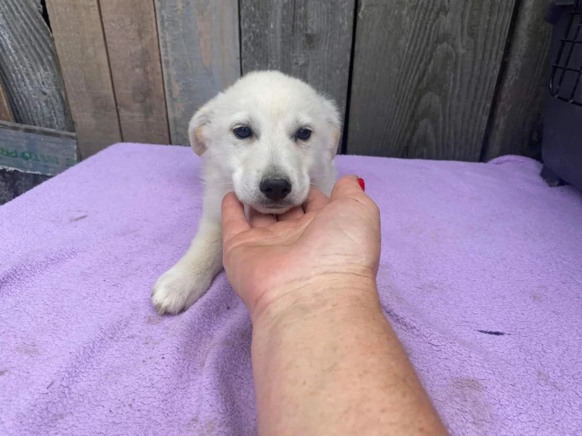Lenox, puppy Mixed Breed for adoption at Ein Herz für Streuner e.V., München