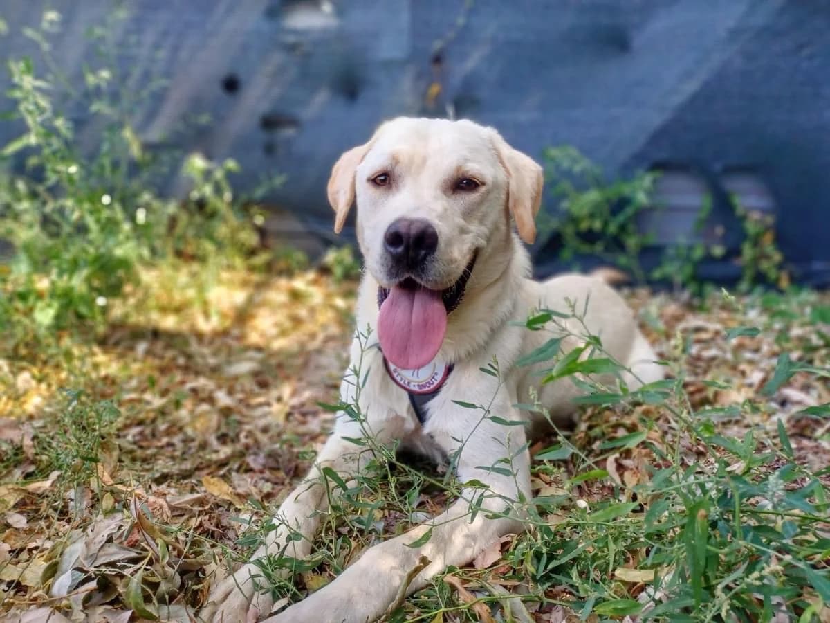 Lenox, male young Mixed Breed for adoption at Ein Herz für Streuner e.V., München