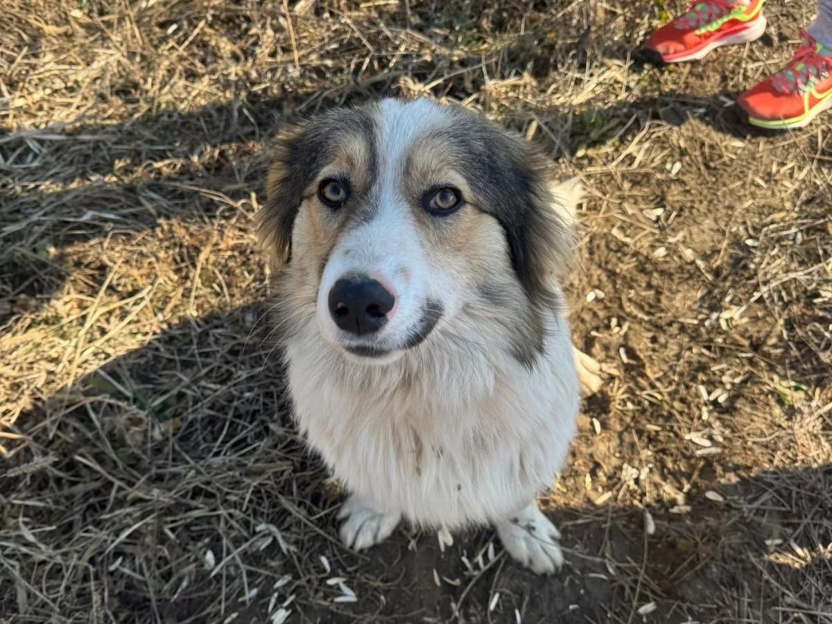 Lenox, braun male young Mixed Breed for adoption at Ein Herz für Streuner e.V., München