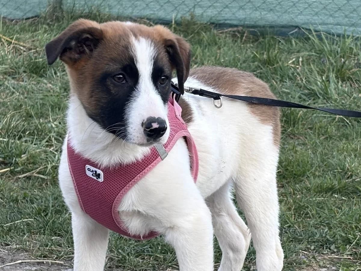 Lenox, male puppy Mixed Breed for adoption at Ein Herz für Streuner e.V., München