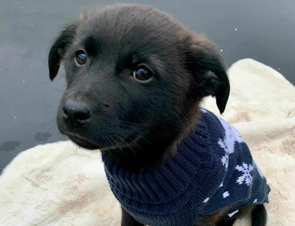 Leo, weiß male puppy Mixed Breed for adoption at Ein Herz für Streuner e.V., München