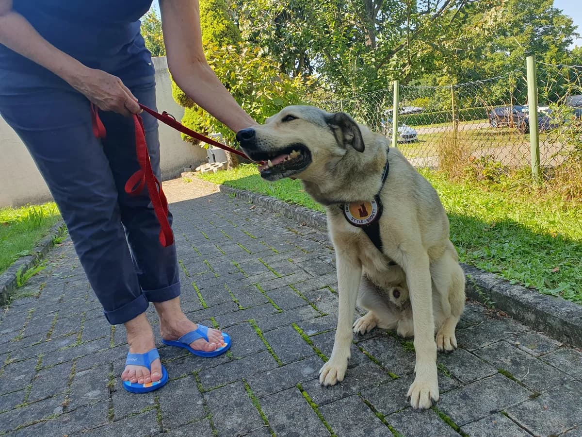 Leo, male senior Mixed Breed for adoption at Ein Herz für Streuner e.V., München