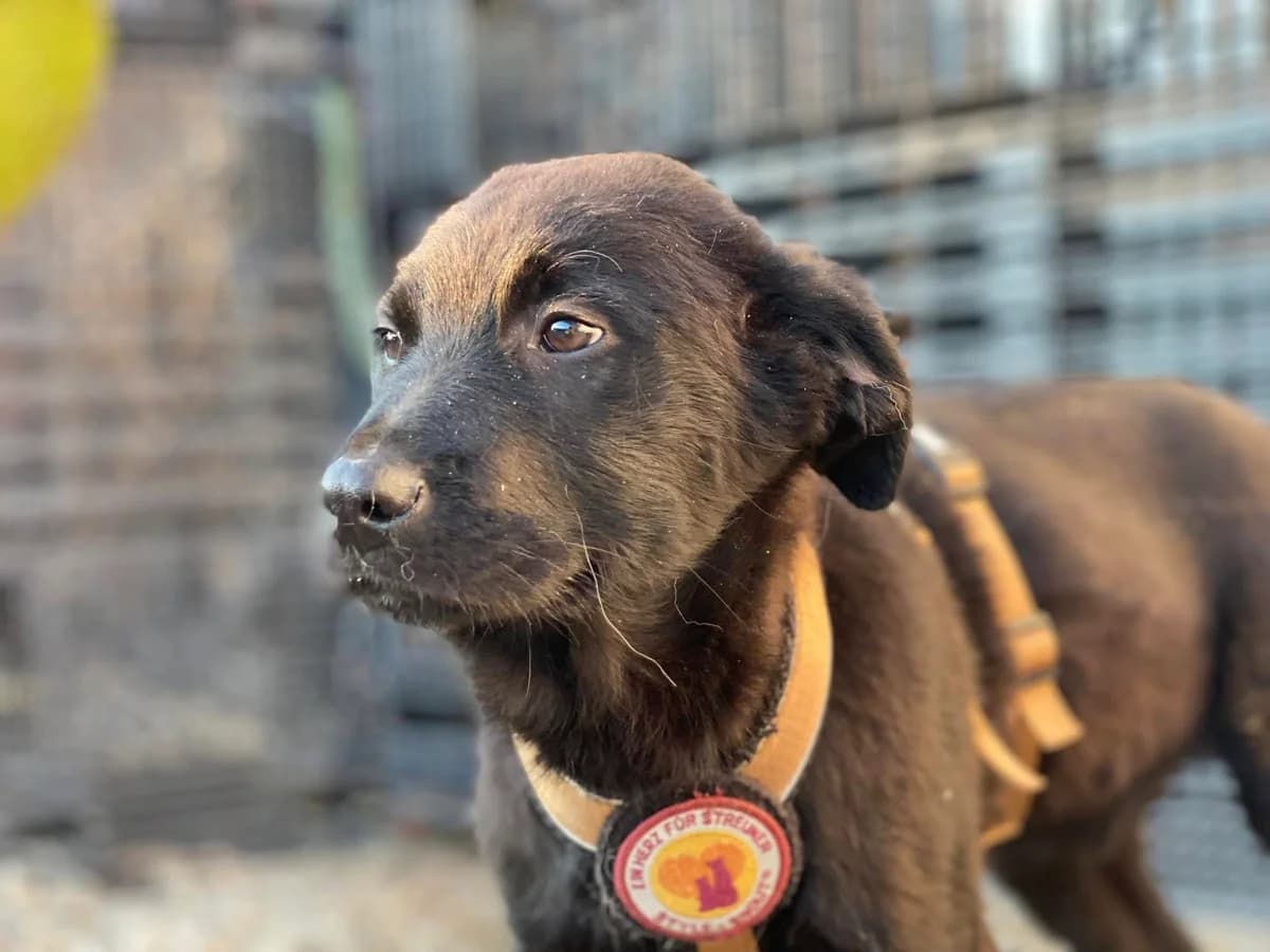 Leo, male puppy Mixed Breed for adoption at Ein Herz für Streuner e.V., München