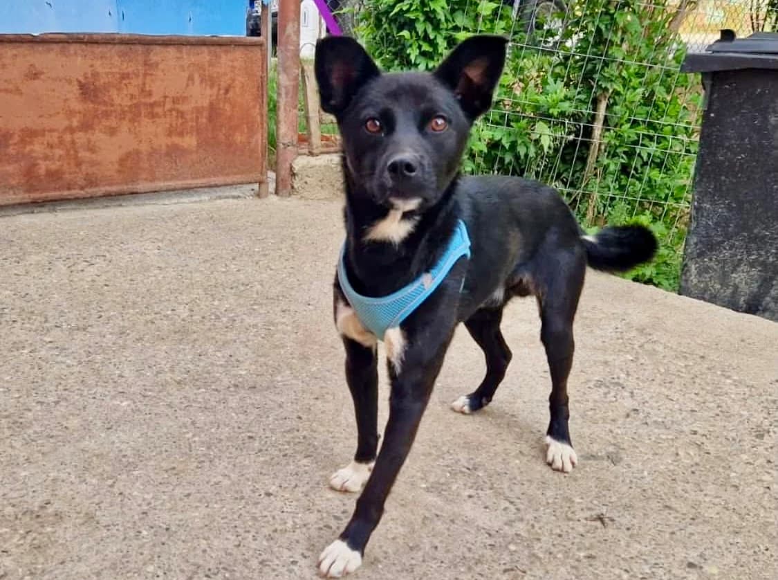 Leo, male 5yo Mixed Breed for adoption at Ein Herz für Streuner e.V., München