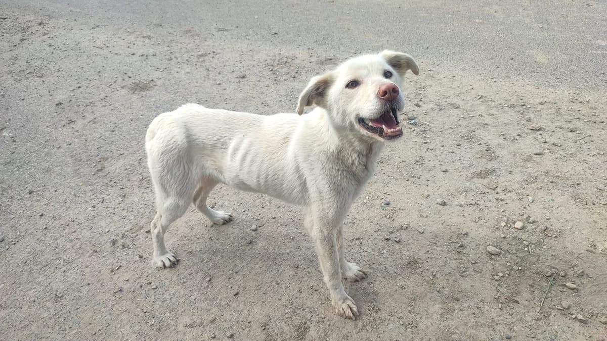 Leokim, weiß male 4yo Mixed Breed for adoption at Ein Herz für Streuner e.V., München