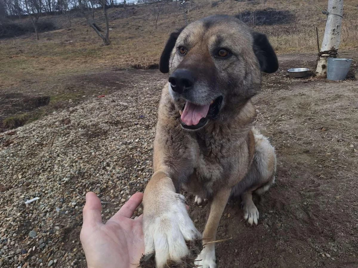 Leon, male 6yo Mixed Breed for adoption at Ein Herz für Streuner e.V., München