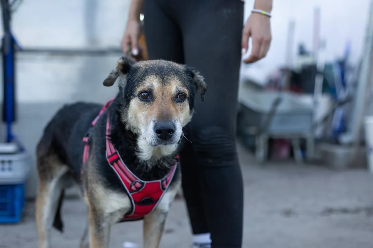 Leonardo, male senior Mixed Breed for adoption at Ein Herz für Streuner e.V., München