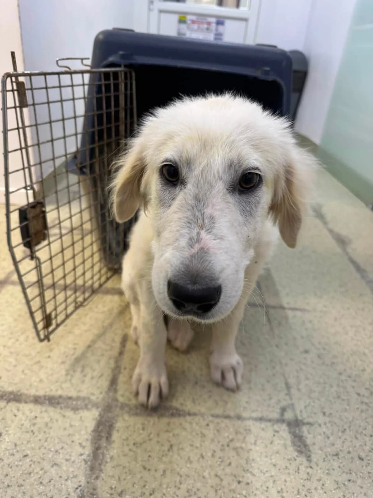 Leonardo, male puppy Mixed Breed for adoption at Ein Herz für Streuner e.V., München