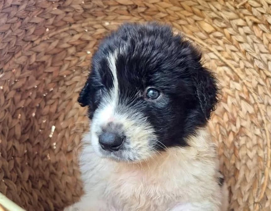 Leondias, male puppy Mixed Breed for adoption at Ein Herz für Streuner e.V., München
