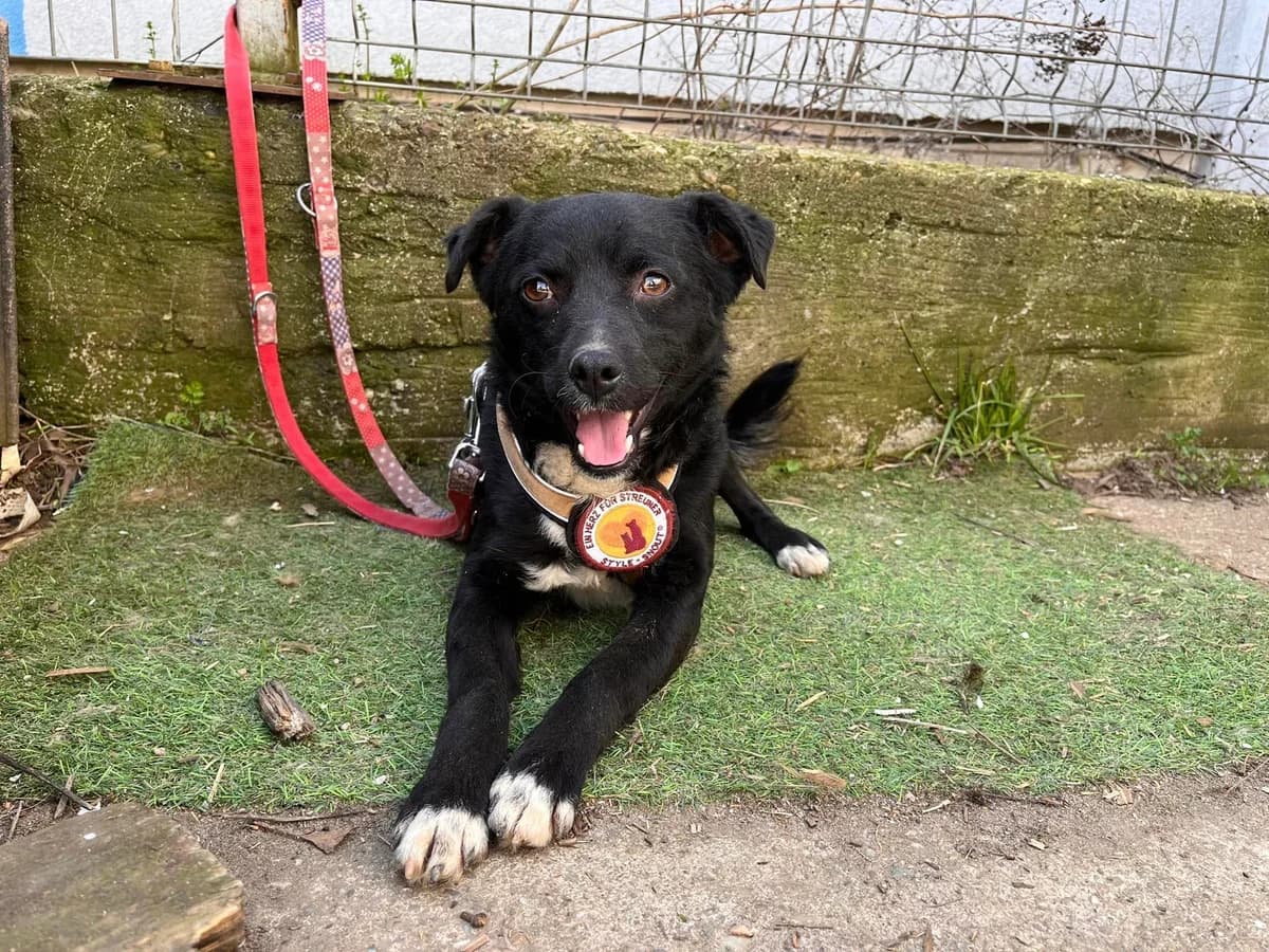 Leonidas, male 3yo Mixed Breed for adoption at Ein Herz für Streuner e.V., München