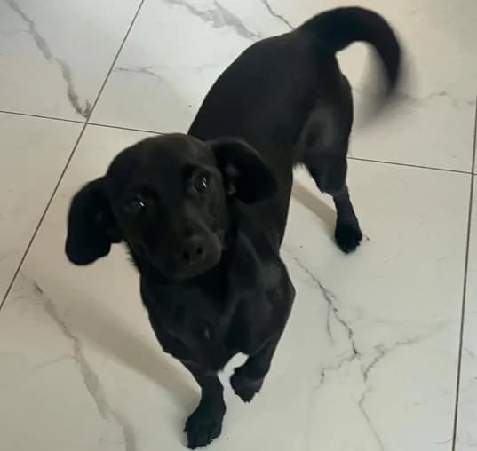 Leonie, female 3yo Mixed Breed for adoption at Ein Herz für Streuner e.V., München