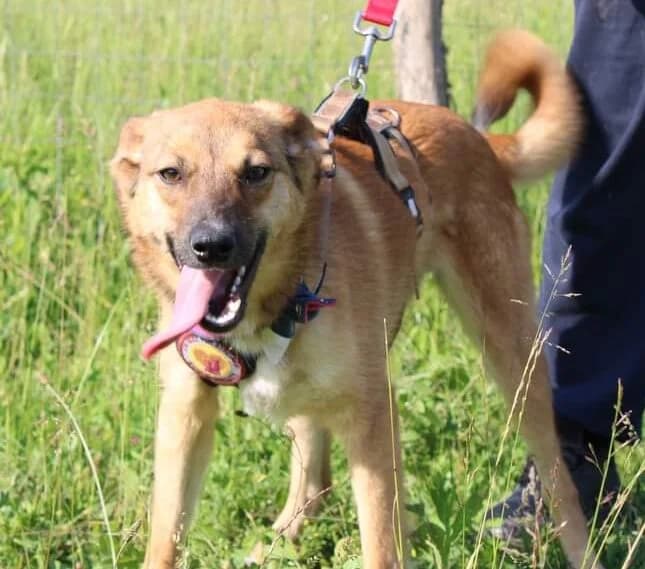 Leonita, female puppy Mixed Breed for adoption at Ein Herz für Streuner e.V., München
