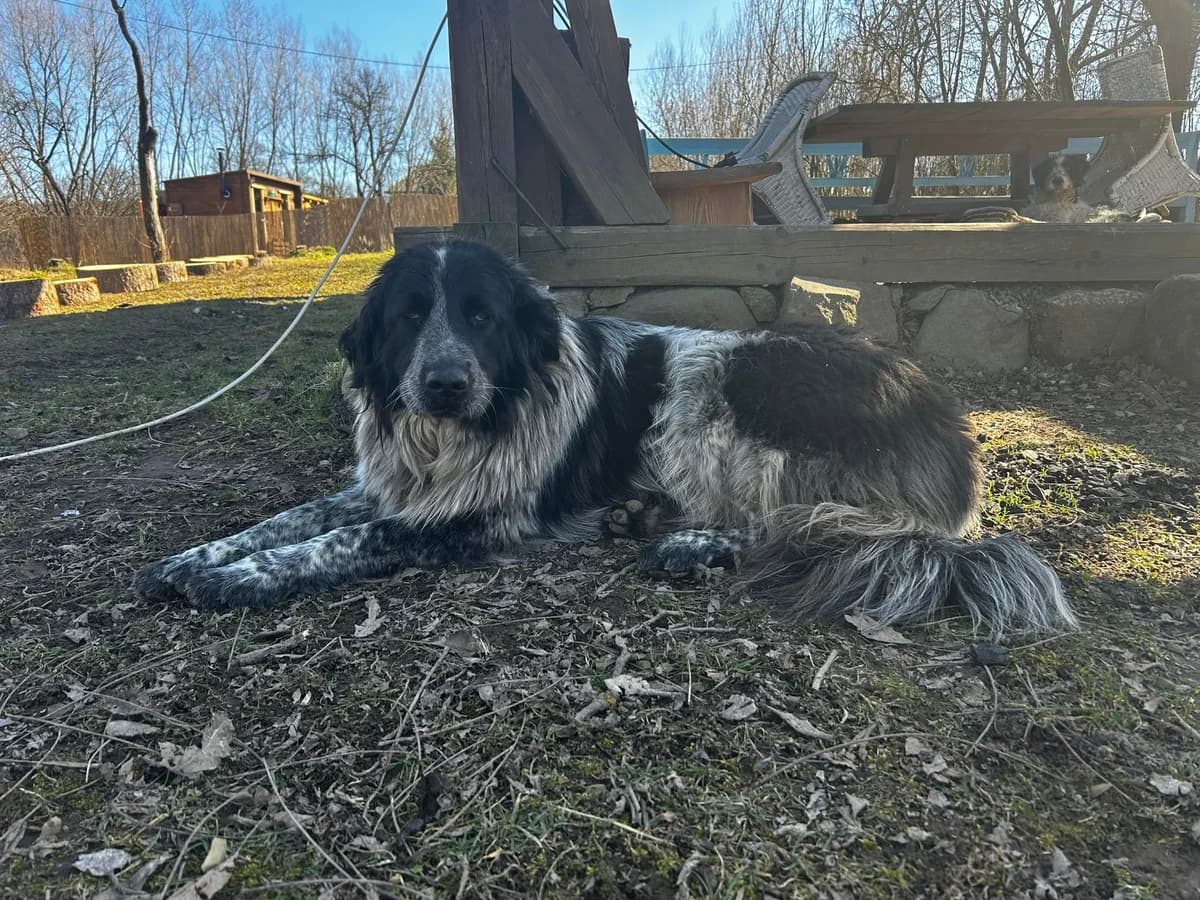 Leonore, female 3yo Mixed Breed for adoption at Ein Herz für Streuner e.V., München
