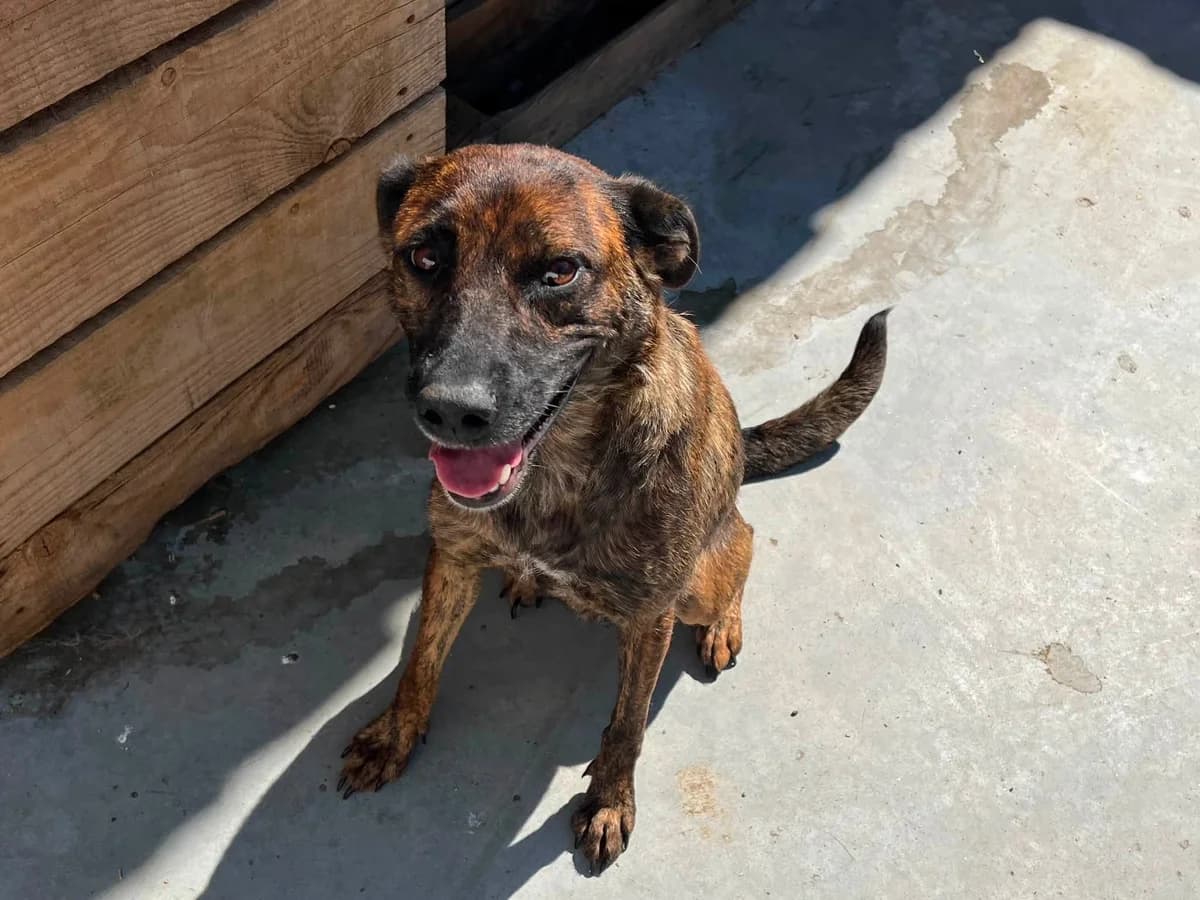 Leony, female 5yo Mixed Breed for adoption at Ein Herz für Streuner e.V., München