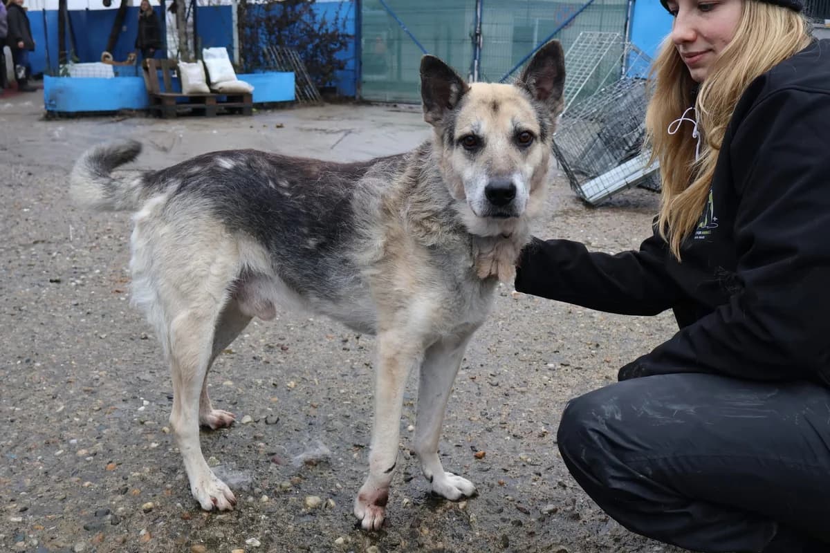 Leopold, male senior Mixed Breed for adoption at Ein Herz für Streuner e.V., München