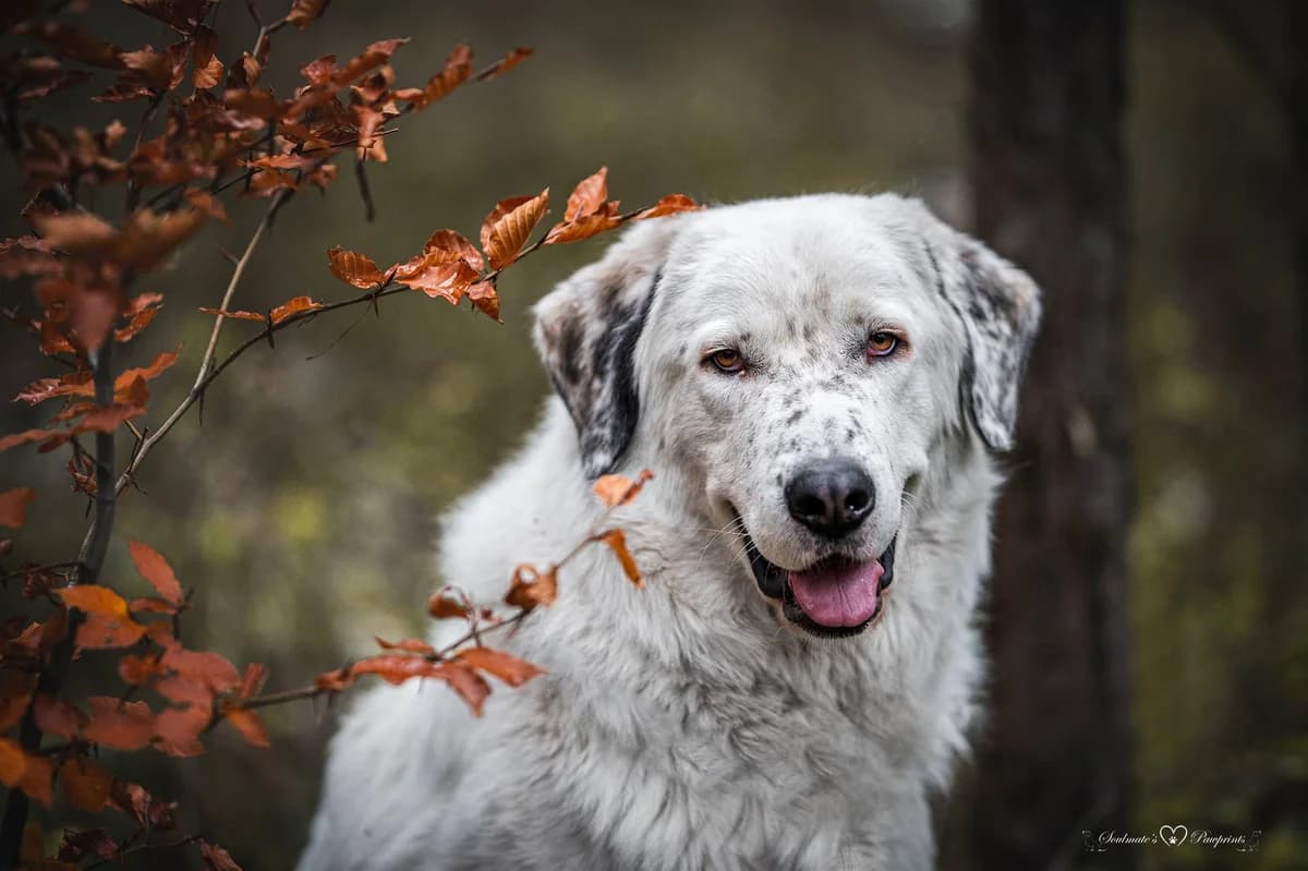 Leopold, weiß male 5yo Mixed Breed for adoption at Ein Herz für Streuner e.V., München