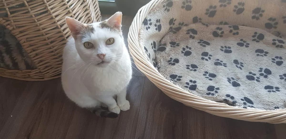 Leopoldine, female 5yo Mixed Breed for adoption at Ein Herz für Streuner e.V., München