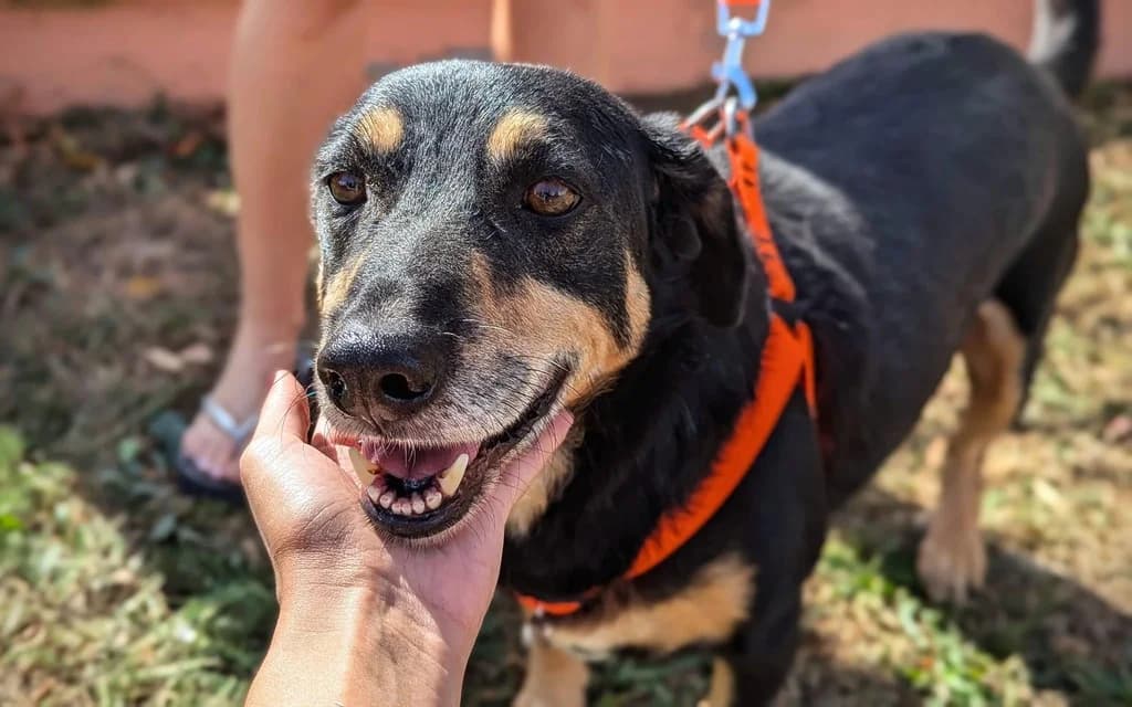 Leroy, male 6yo Mixed Breed for adoption at Ein Herz für Streuner e.V., München