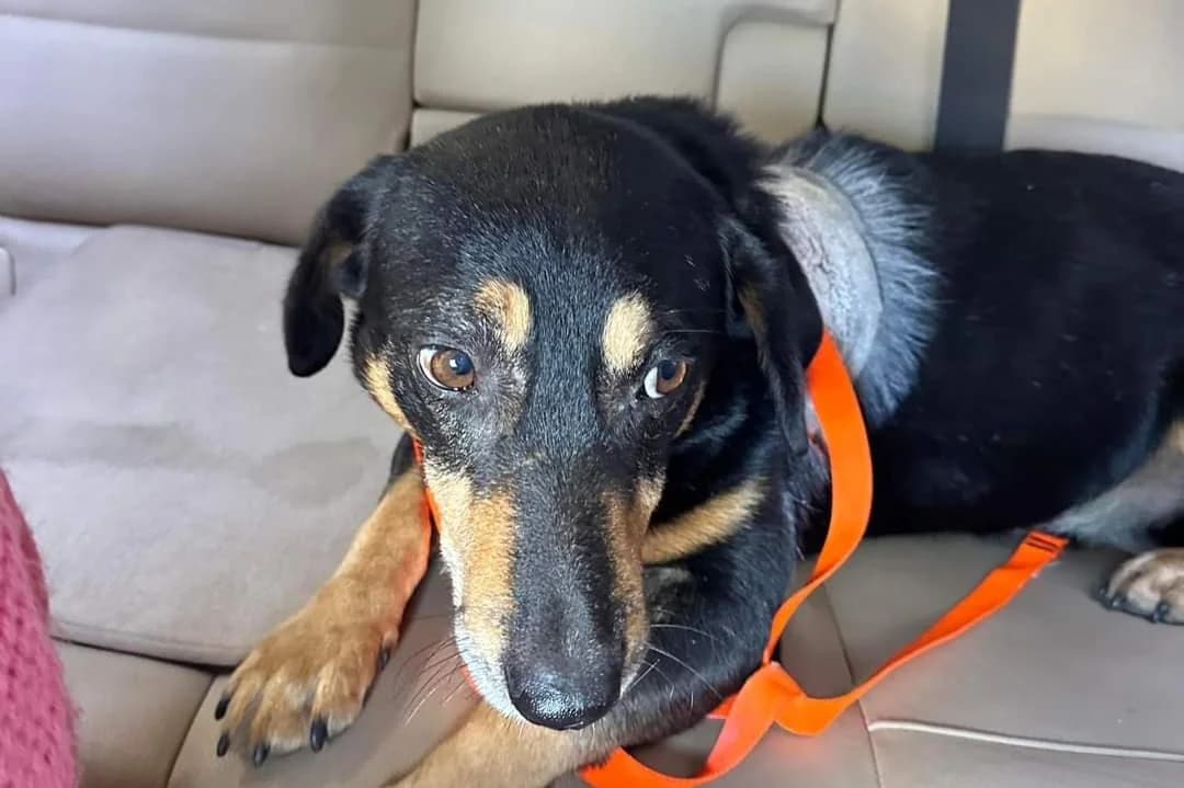 Leroy, male 6yo Mixed Breed for adoption at Ein Herz für Streuner e.V., München