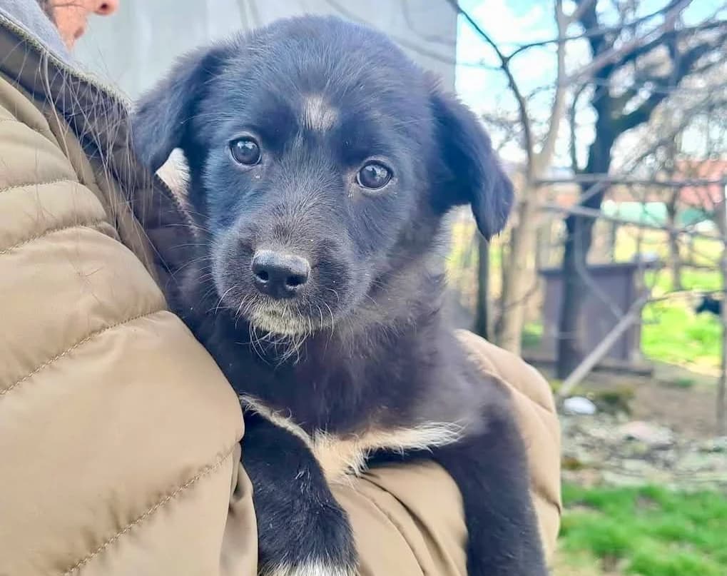 Lesedi, weiß female puppy Mixed Breed for adoption at Ein Herz für Streuner e.V., München