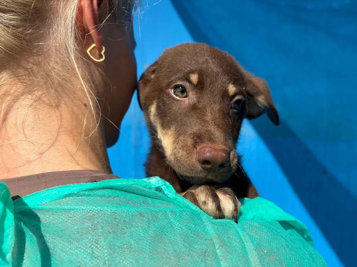 Lesharo, male puppy Mixed Breed for adoption at Ein Herz für Streuner e.V., München
