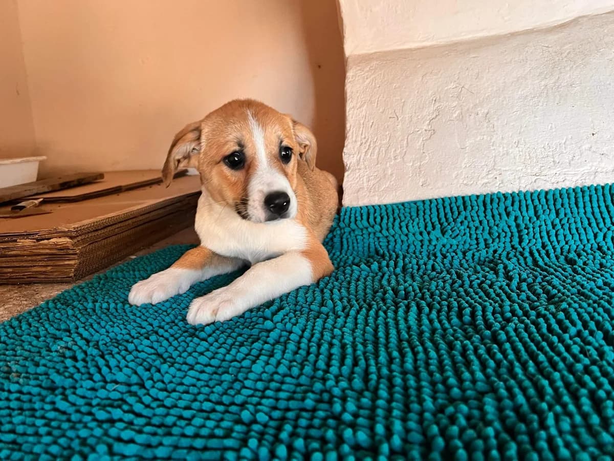 Lesley, weiß female puppy Mixed Breed for adoption at Ein Herz für Streuner e.V., München