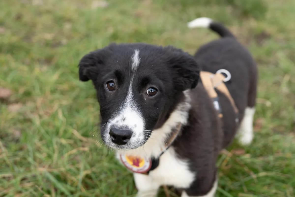 Leslie, weiß female puppy Mixed Breed for adoption at Ein Herz für Streuner e.V., München